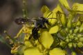 Andrena agilissima